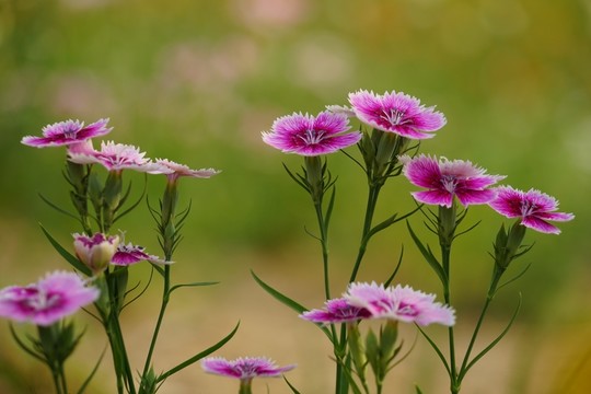 石竹花
