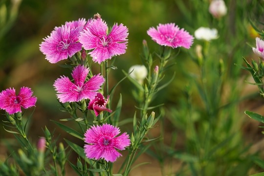 石竹花