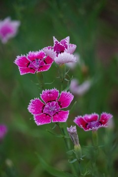 石竹花