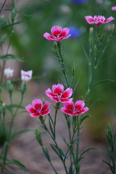 石竹花