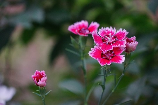 石竹花
