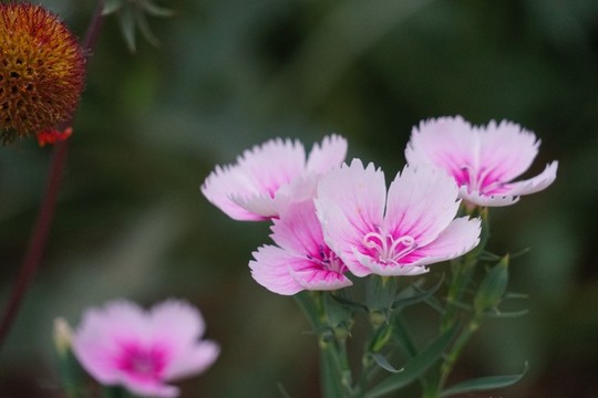 石竹花