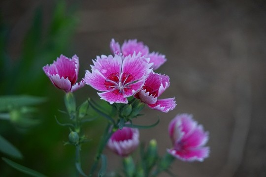 石竹花