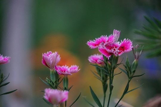 石竹花