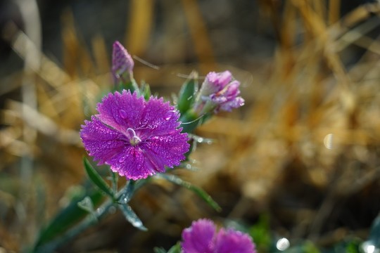 石竹花