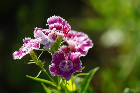 石竹花