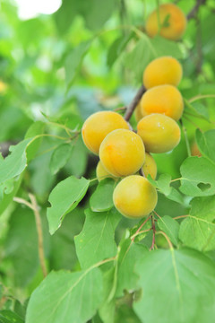 麥黃杏 杏子成熟
