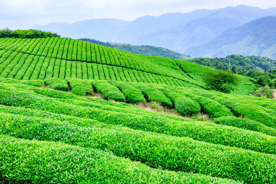 茶場茶樹 茶葉產(chǎn)區(qū)