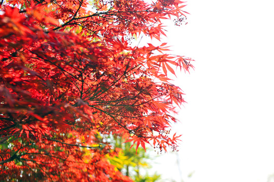 紅楓  楓樹