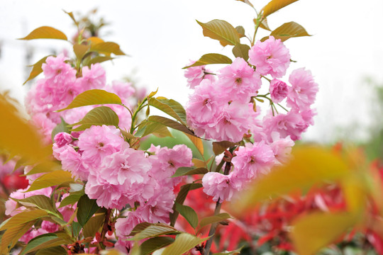 櫻花高清素材