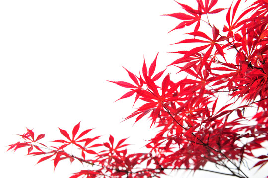 紅葉 樹葉