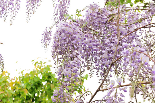 紫藤花 紫色花卉