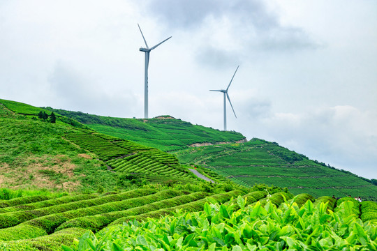 茶山茶園茶樹 茶園茶葉