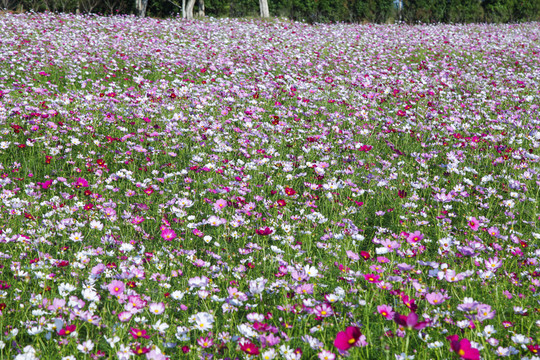 格桑花