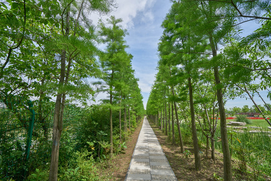 愛情路 水杉路