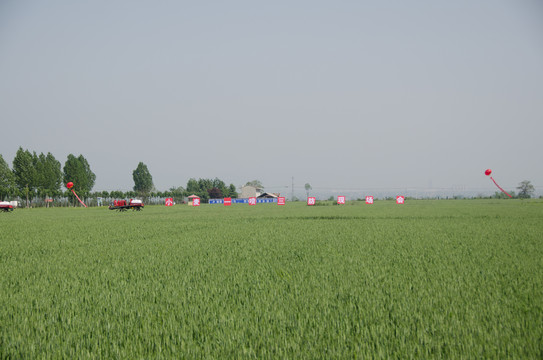 麥田 小麥田