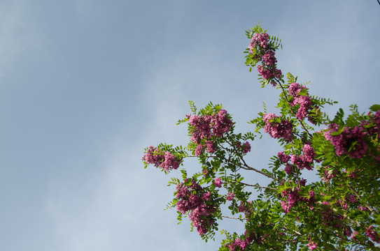槐樹 槐花 紫色