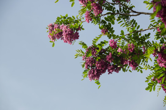 槐樹 槐花 紫色