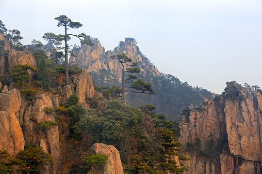 黃山奇峰松樹