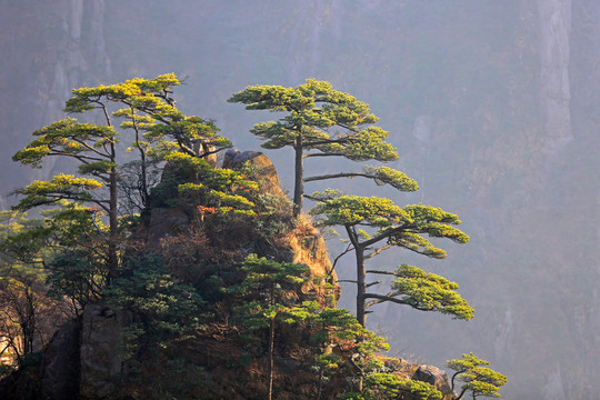 黃山奇松