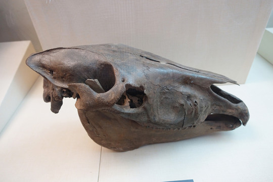 古代野馬頭骨