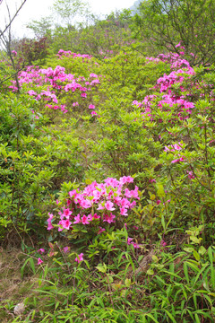 從化大金峰 杜鵑花