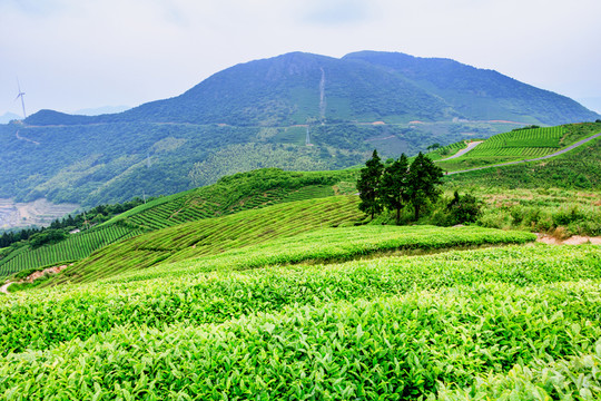 茶山茶園