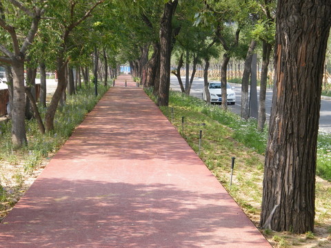 步行道 林蔭小道