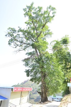 冰島茶