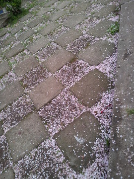 櫻花路