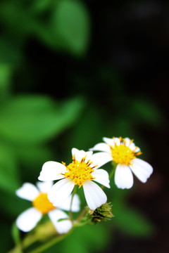 花兒