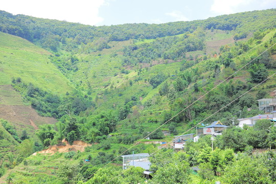 冰島茶