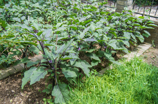 茄子種植地