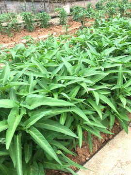 竹葉菜種植