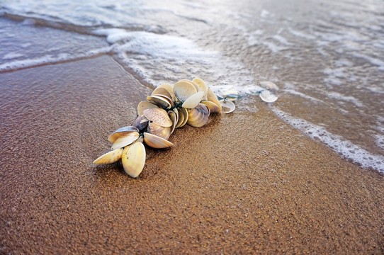 海灘沙灘貝殼
