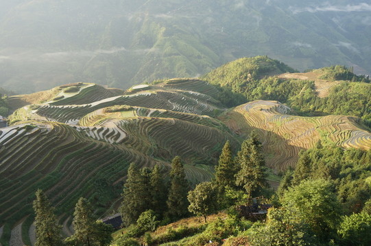 龍脊梯田