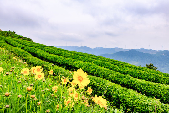 茶園風(fēng)光 茶場 茶山