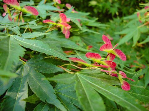 植物