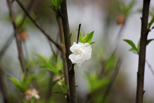 櫻花