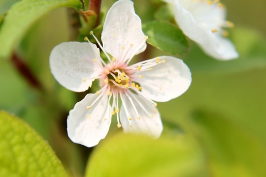 櫻花