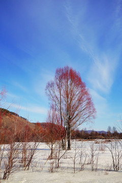 雪原紅柳風(fēng)景