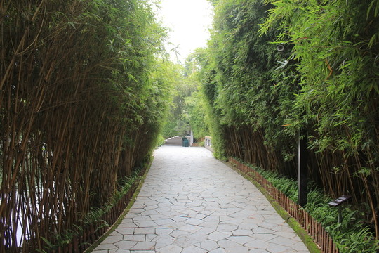 竹林風(fēng)景