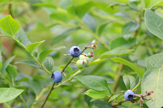 藍(lán)藍(lán)樹(shù) 藍(lán)莓