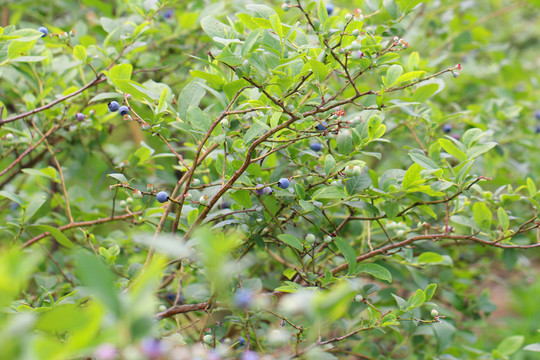 藍(lán)莓樹 藍(lán)莓園