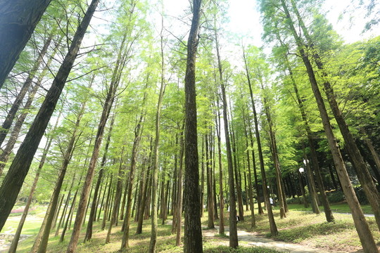 樹林