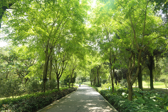道路綠化