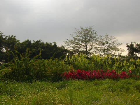 綠草茵茵