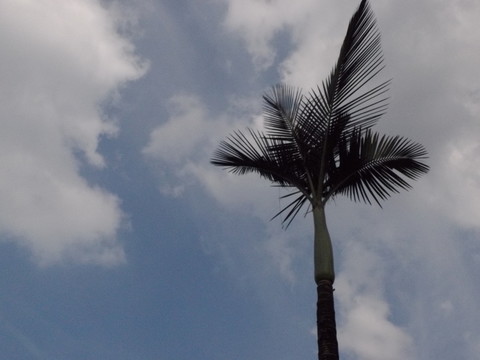 棕櫚天空