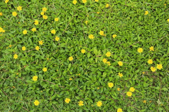 小黃花背景