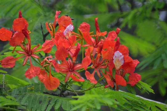 鳳凰花開